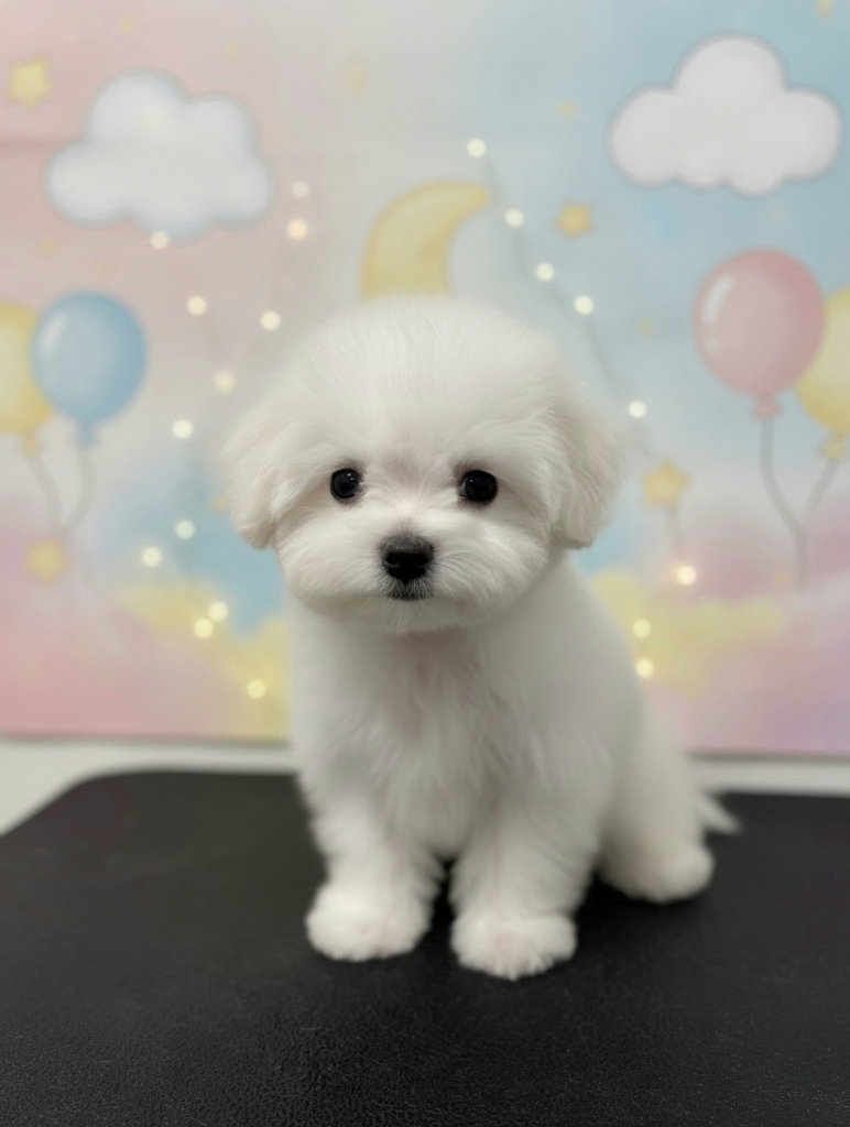 강아지 폴리 (말티푸)