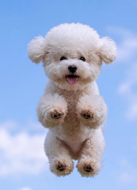 크리에이터 🐕타코(TACO)🐕